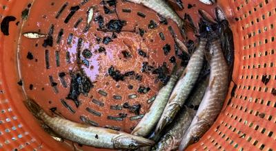 Abfischung Kleiner Ratzenrieder und Artisberger 2026 – Junghechte, eigener Nachwuchs aus dem Kleinen Ratzenrieder
