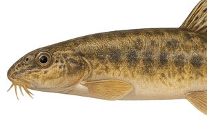 Bachschmerle