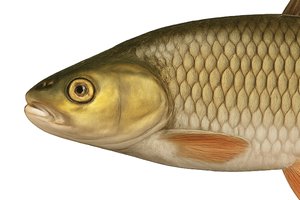 Döbel