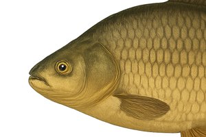 Karausche