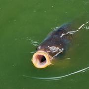 Karpfen im Wasser (Symbolbild)
