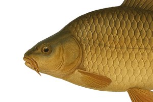 Karpfen