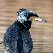 Kormoran – Portrait
