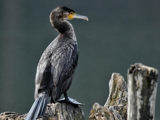 Kormoran mit gespreizten Flügeln