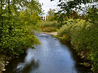 Obere Argen – Flusslauf mit bewachsenen Ufern