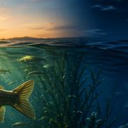 Tag und Nacht unter Wasser – Karpfen im Morgenlicht, zweiter Fisch bei Mondschein