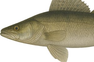 Zander